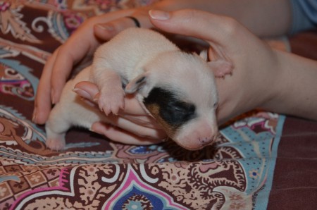 'Erkennst du mich schon? Ich bin ENDYMION!'
